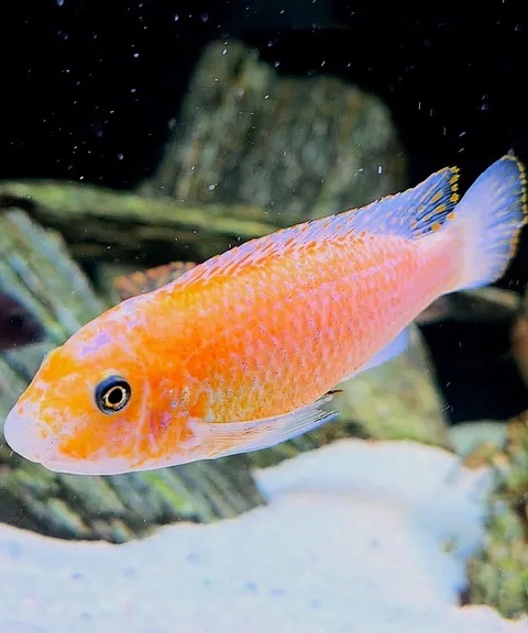 Labeotropheus trewavasae 'Chilumba'